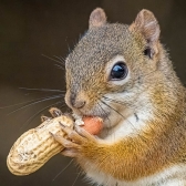 Grey squirel with monkey nut eating
