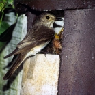 Schwegler 2H Nest Box<br>In use with Spotted Flycatcher feeding it`s young.