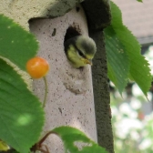 Baby tit nesting in a Schwegler 1B Hole Nest Box
