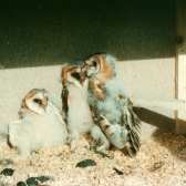 Schwegler Barn owl nest box
