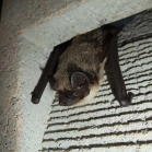 Bat in a Schwegler 1FR Bat Tube