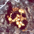 Bumble bee nest