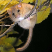 Dormouse in a tree