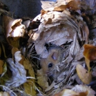 Dormouse building a nest