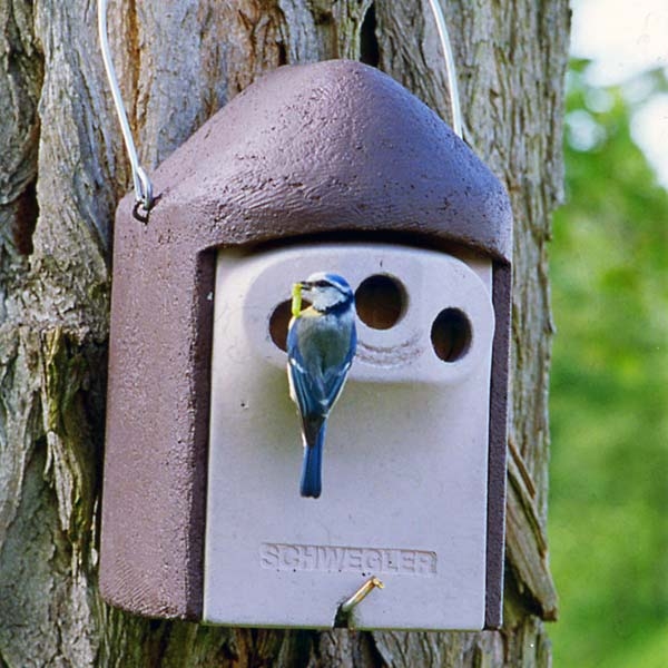 Schwegler 3 Hole 2GR Nest Box<br>Suitable for many small hole nesting species shown here with Blue Tit feeding it`s young.