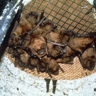 Bats in Schwegler 1FS Large Colony Bat Box