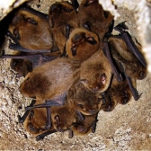 colony of bats