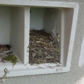 Schwegler 1SP Nest Box - Sparrow Terrace - Grey