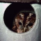Tawny Owl Nesting in Schwegler Owl Nest Box