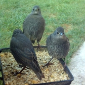 Baby Starlings enjoying Ark Summer Support Mix from a Compact Feeding Tray