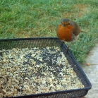Robin feeding on Rolled (Porridge) Oats