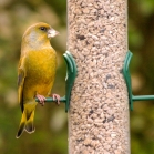 Greenfinch on sunflower hearts