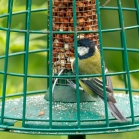 Keep squirrels off peanuts for birds