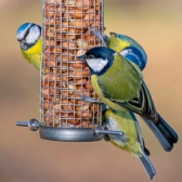 Attract more birds with quality peanut kernels