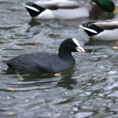 Even the Coots enjoy the taste of Ark Duck Food