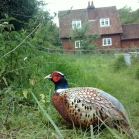 Pheasant eating Ark Cereal Mix