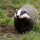 Badger coming to dinner