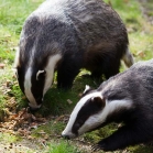 Badgers eating food