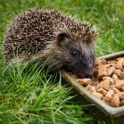 Hedgehog Food Original<br>The crunchy biscuits help with dental hygiene but can also be softened with warm water.