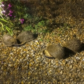 Hedgehogs eating Ark Insectivore Food