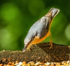 Nuthatch eating Ark Insectivore Food