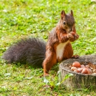 Ark Red Squirrel Food