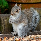 Ark Squirrel Whole Nut