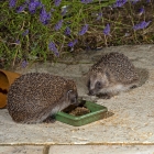 Pair of hedgehogs feeding