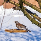 Fieldfare eating Ark Insectivore Food