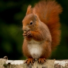 Red Squirrel Food