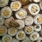 Bees using the Pollinating Bee Log