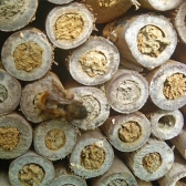 Bees using Wooden Bee Tubes