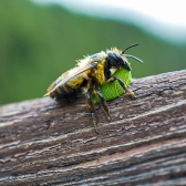 Leafcutter bee with leaf
