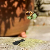 Leafcutter bee flying with nesting material