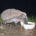 Hedgehog Water Bowl<br>Hedgehog taking a drink even on a wet night