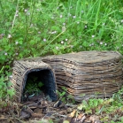 Wildlife World Hedgehog Retreat