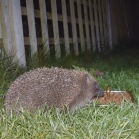 Hedgehog Food Original<br>Young hedgehog enjoys softened hedgehog food