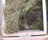 Hibernating hedgehog in a Hedgehog House with Hinged Inspection Roof