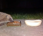 Hedgehog Water Bowl and Feeder<Br>