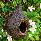 Giant roost nesting pocket in a hedge