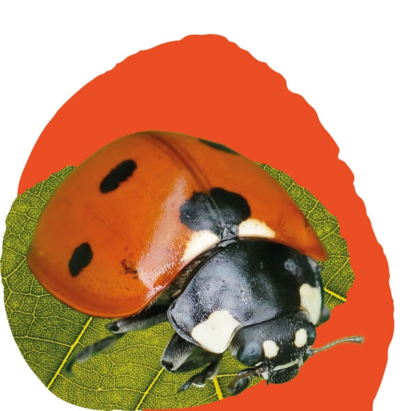 Ladybird Food