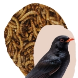 Mealworms for Birds